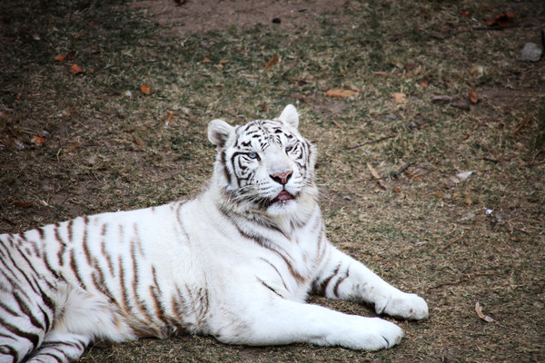 ��ɫ���ϻ�