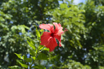 ��ɣ���仨��