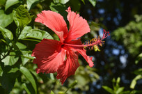 ��ɣ����ͼƬ