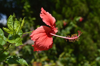 ������ֲ���ɣ��