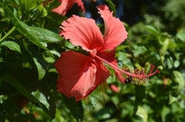 ����ɫ�޵ķ�ɣ��