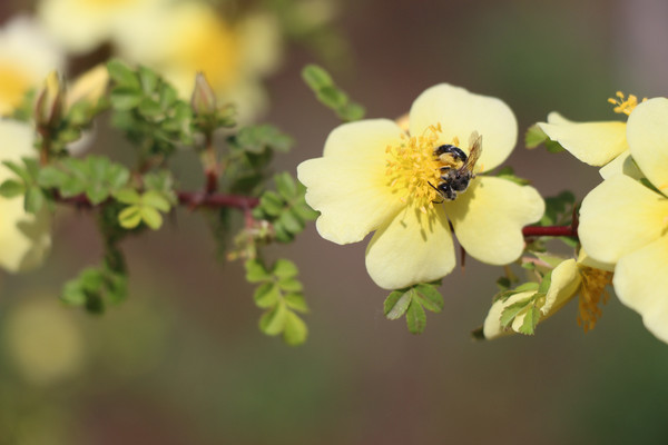 ��ʳ���۷�