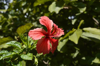 �ȴ�ֲ���ɣ��