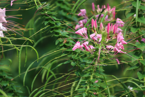 ����������ɫ��