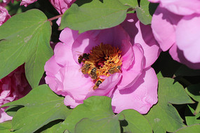 ��ɬ��ĵ��