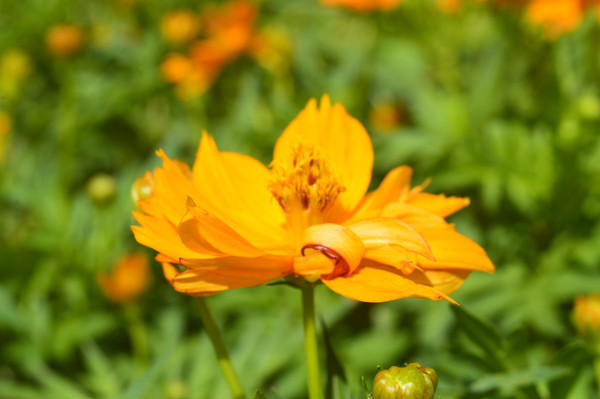 �Ⱥ�ɫ����ͼƬ