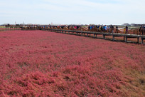 �캣̲����