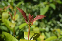 ��������ѿ