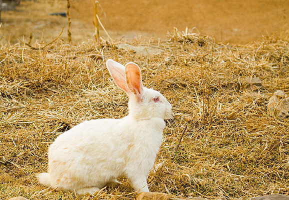 �ݵ���һֻ����