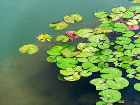 �����ĺ�Ҷ