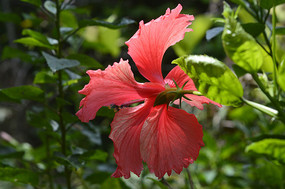 ��ɣ������