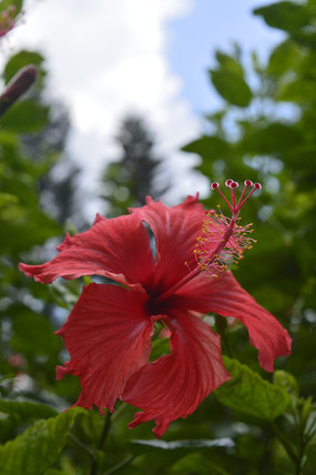 ��ɣ�����仨��