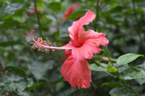 ��ɣ����