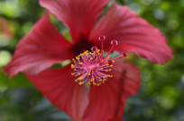 ��ɣ����ͼƬ