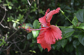 ����ӳĿ�ĵ����ɣ��