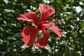 ����ӳĿ�ķ�ɣ��