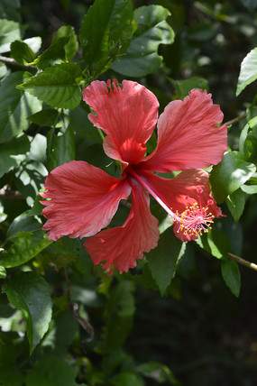 ����ӳĿ�ĺ�ɫ��ɣ��