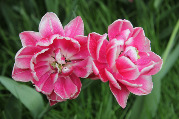 ��׽���ɫ�Ĳ��ٻ��仨��