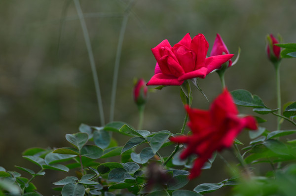 ���¼����ܷ羰