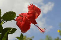 �����ɣ��