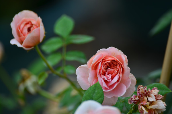 õ�廨�ʻ�ͼƬ