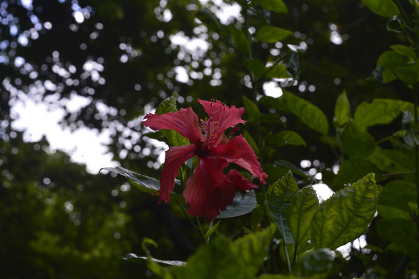 ����ɣ��