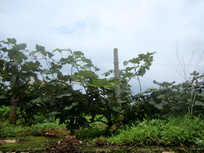 ������԰