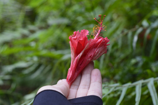 ���еķ�ɣ��