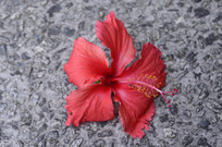 һڵϵķɣ