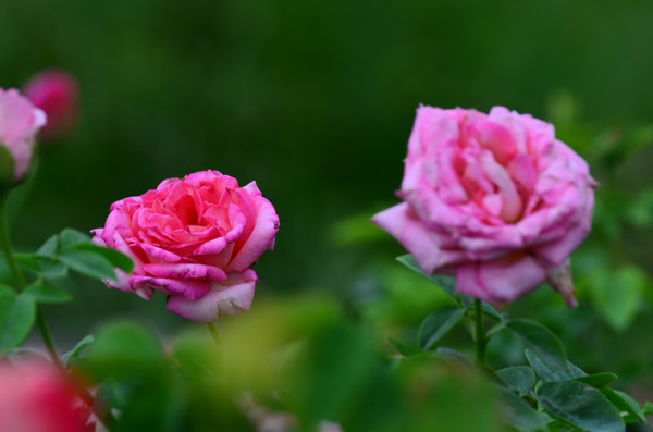 �¼�������