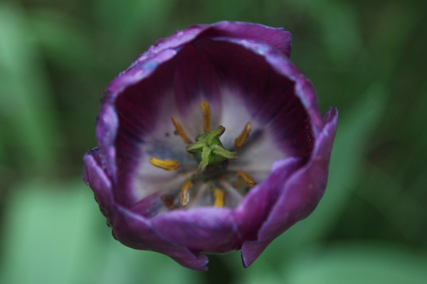 �����㻨����д