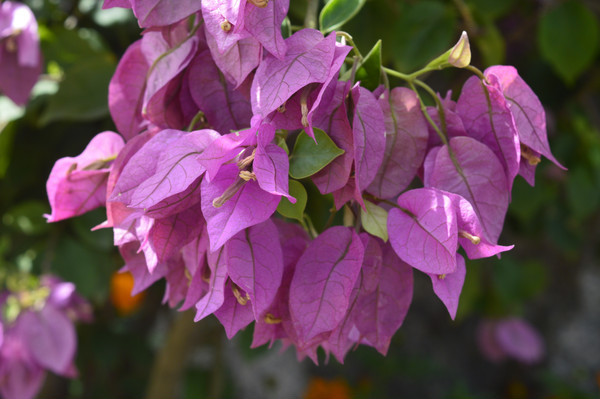 �ܴ�ʢ�������ǻ�