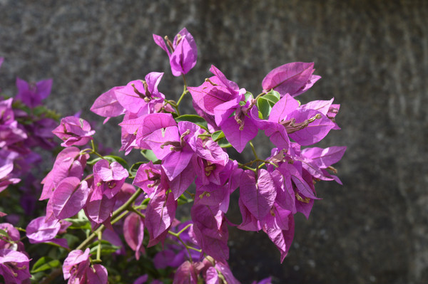 �ܴ�ʢ��������÷