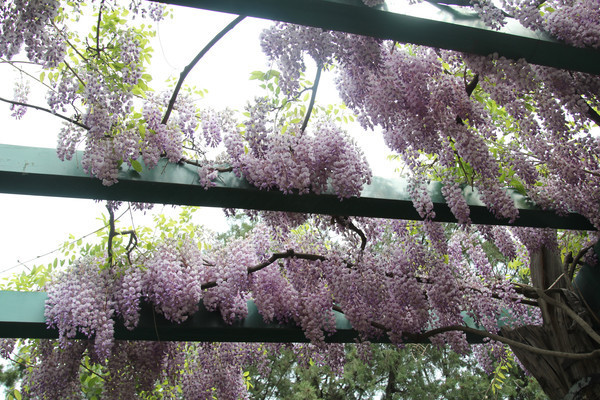 ��ɫ����״�Ļ���