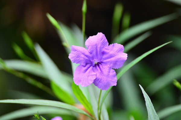 ��ɫ����