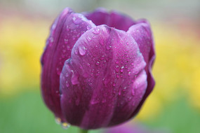 ��ɫ�����㻨�ܻ���