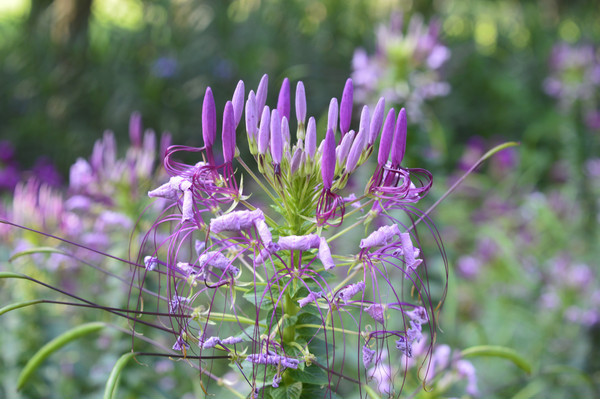 ��ɫ����������