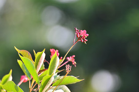 ��ɫС������ͼƬ