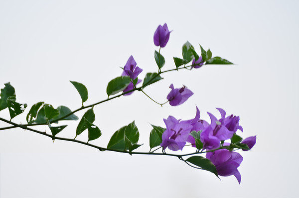 ��ɫ��������÷��֦��д