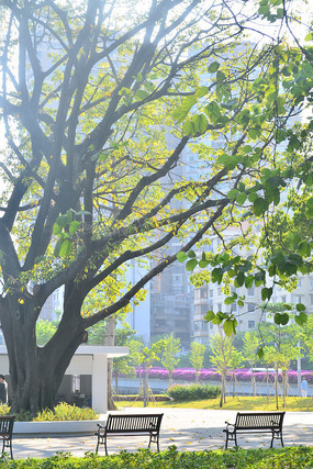 ��԰�����羰