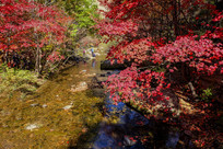 ��ɫ��ɭ��