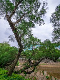 ������ɫ