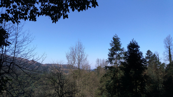 �����µ�ԭʼɭ��