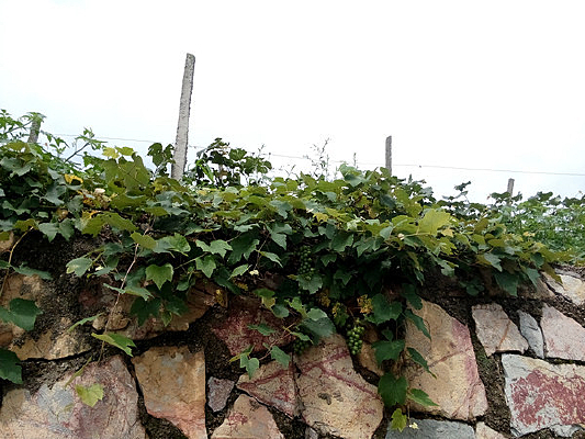 ������ֲ