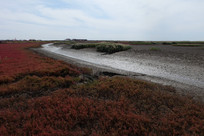 �����µĺ캣̲