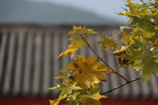 ��ʽ����ǰ�ķ�Ҷ