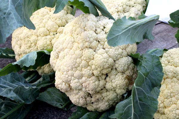 ��԰����Ĳ˻���д