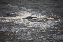 ���еĽ�ʯ���˻�