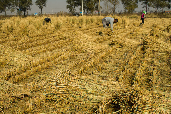 ������ɫ