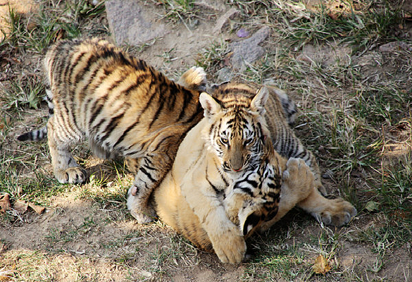 ��ֻ��Ϸ���ϻ�